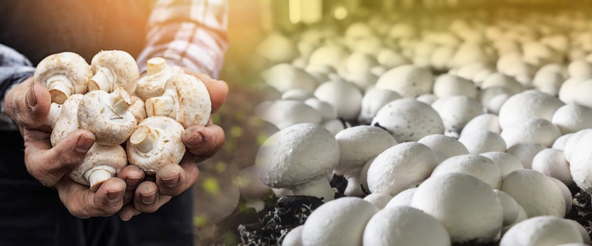 Mushroom-Farming-in-India