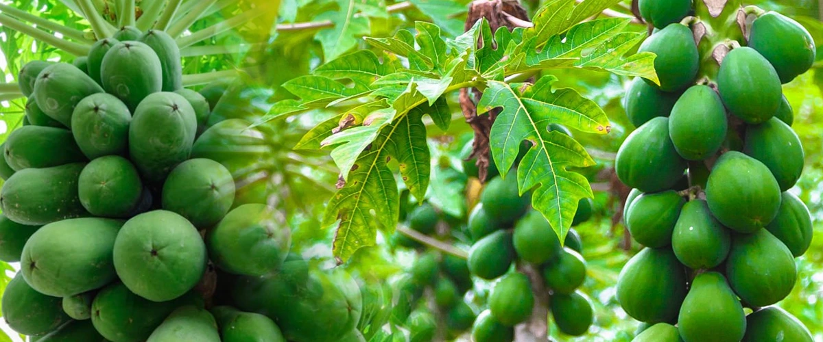 Papaya-Farming