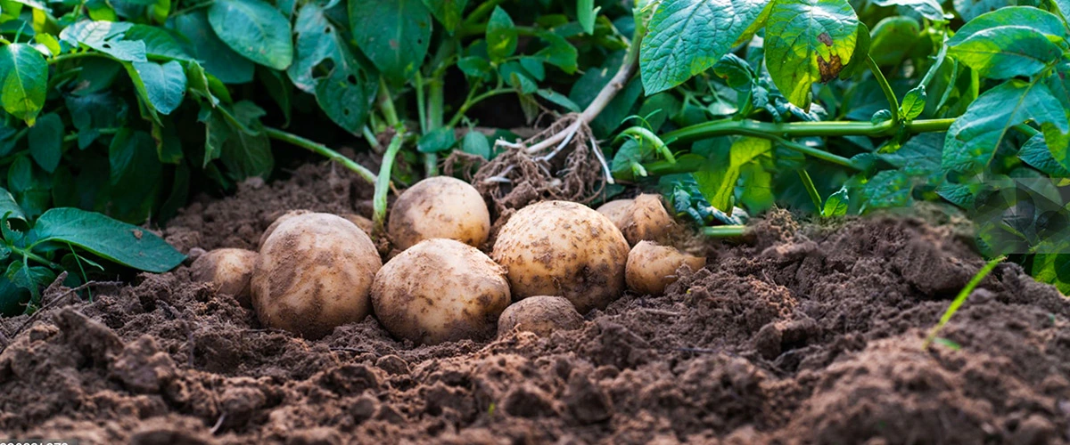 Potato Farming in India