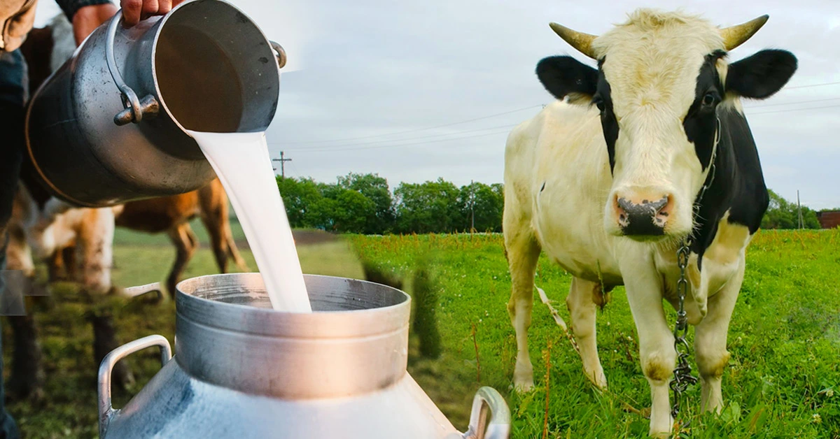 Dairy-farming-in-india