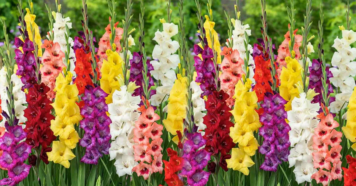 gladiolus ki kheti