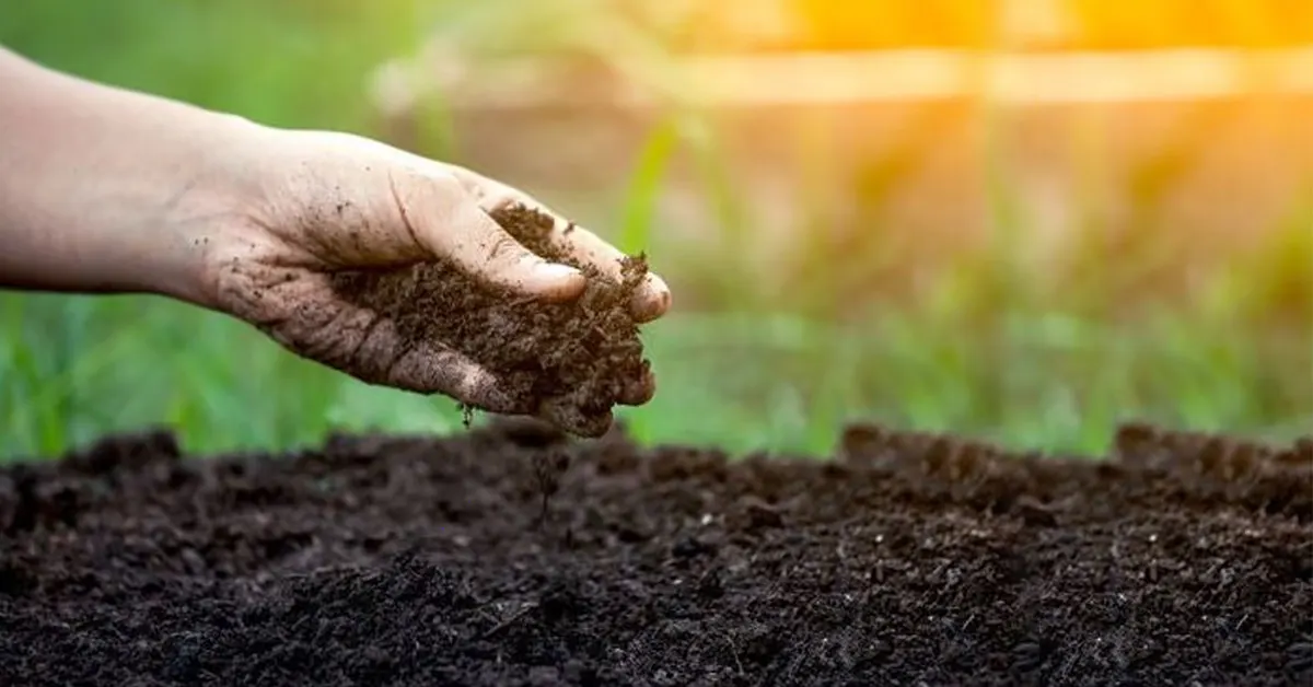 Vermicompost Fertilizer